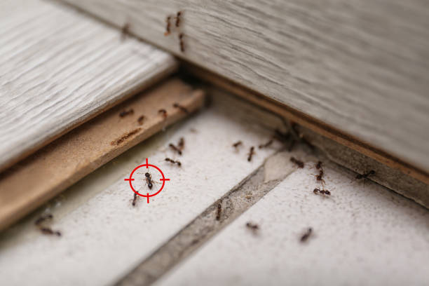 Best Pest Prevention Services  in Mulberry, IN