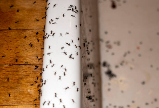 Best Pest Removal Services  in Mulberry, IN