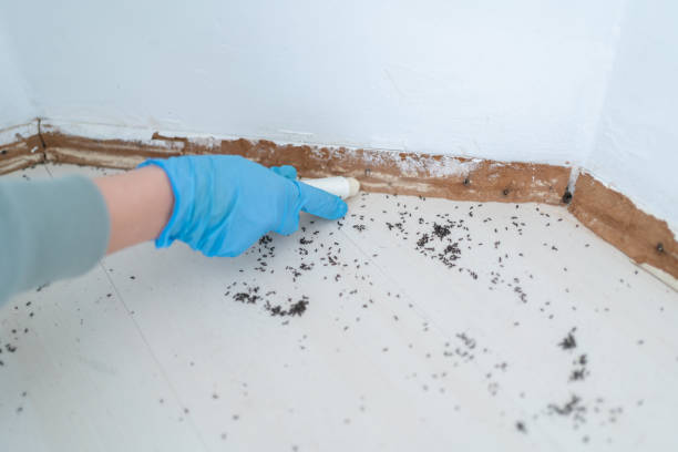 Best Bed Bug Extermination  in Mulberry, IN